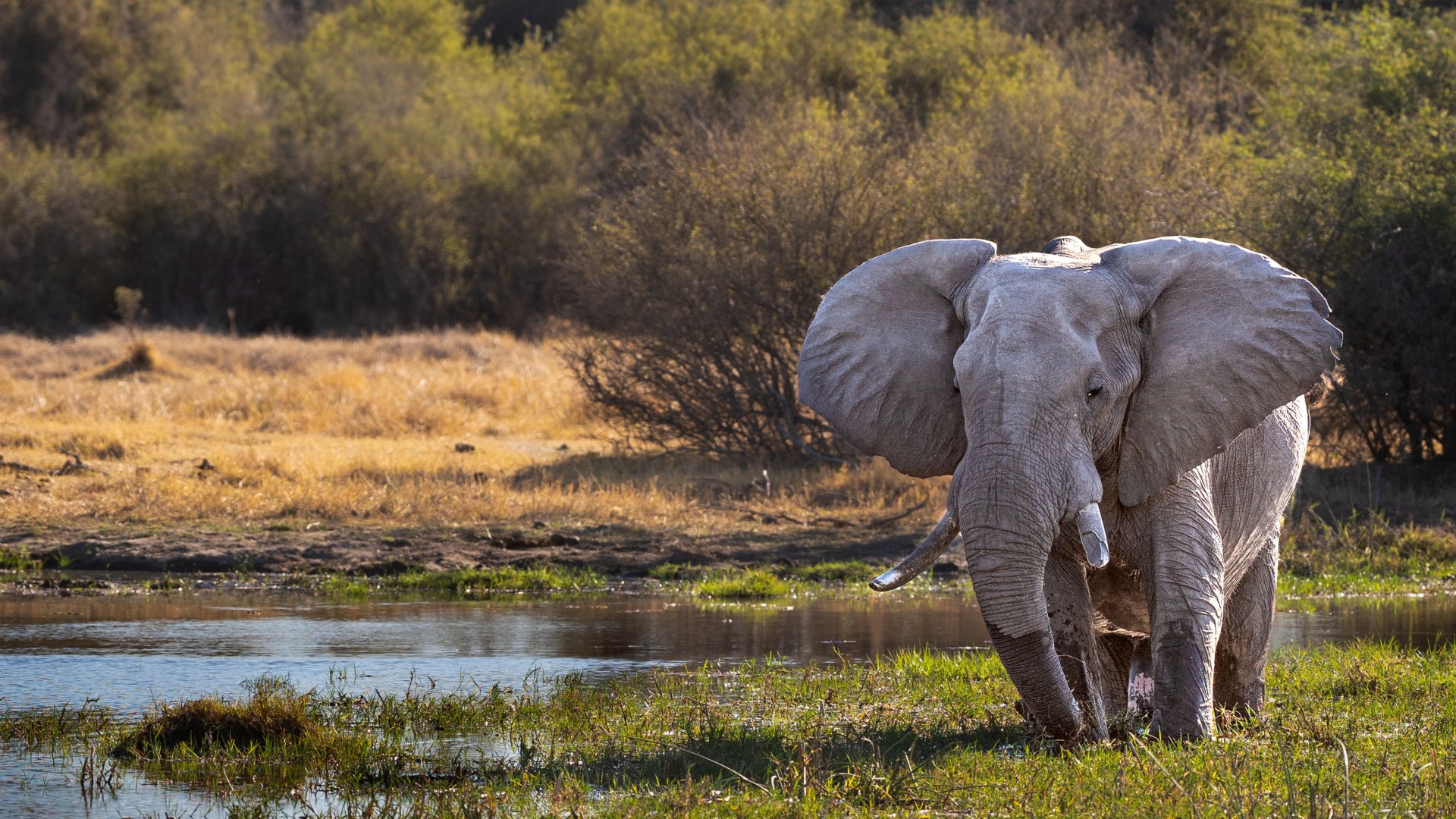 Botswanas Tierparadiese und Naturwunder entdecken